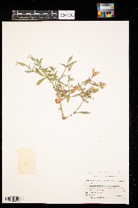 Silene noctiflora image
