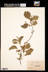 Celastrus scandens image