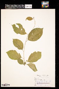 Celastrus scandens image
