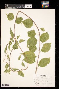 Celastrus scandens image