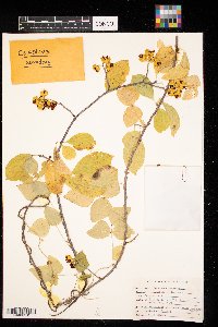Celastrus scandens image