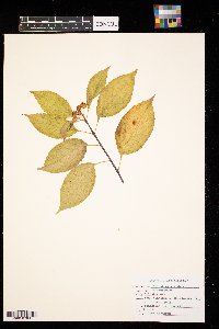 Celastrus scandens image
