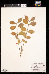 Euonymus alatus image