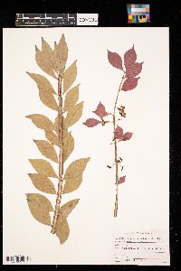 Euonymus alatus image