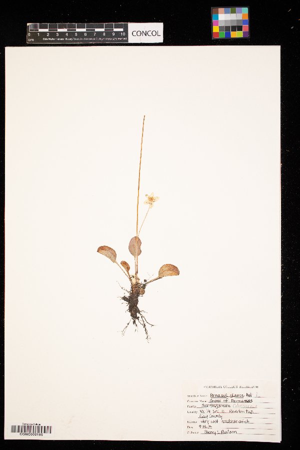 Parnassia glauca image