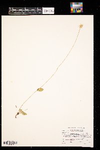 Parnassia glauca image