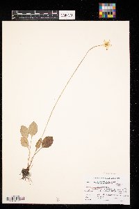Parnassia glauca image