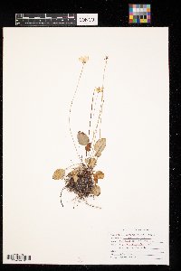 Parnassia glauca image