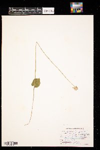 Parnassia palustris image