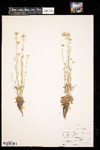 Parnassia palustris image