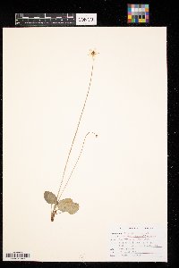 Parnassia palustris image