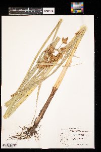 thumbnail image of current specimen