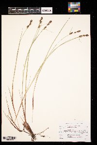 Carex buxbaumii image