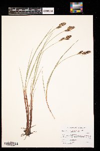 Carex buxbaumii image