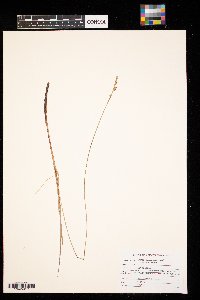 Carex buxbaumii image