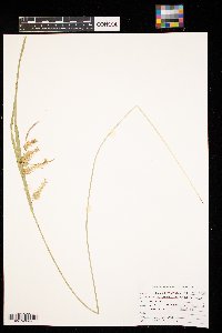 Carex hystericina image