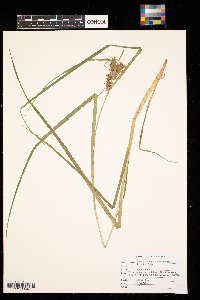 Carex intumescens image