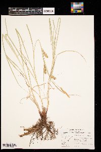 Carex laeviconica image