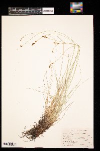 Carex muricata image