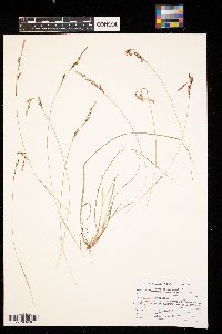 Carex richardsonii image