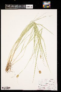 Carex scoparia image
