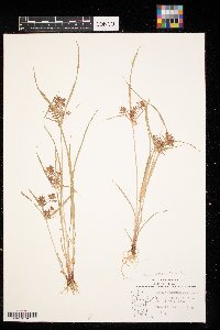 Cyperus odoratus image