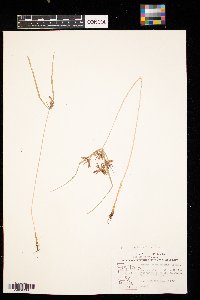 Cyperus odoratus image
