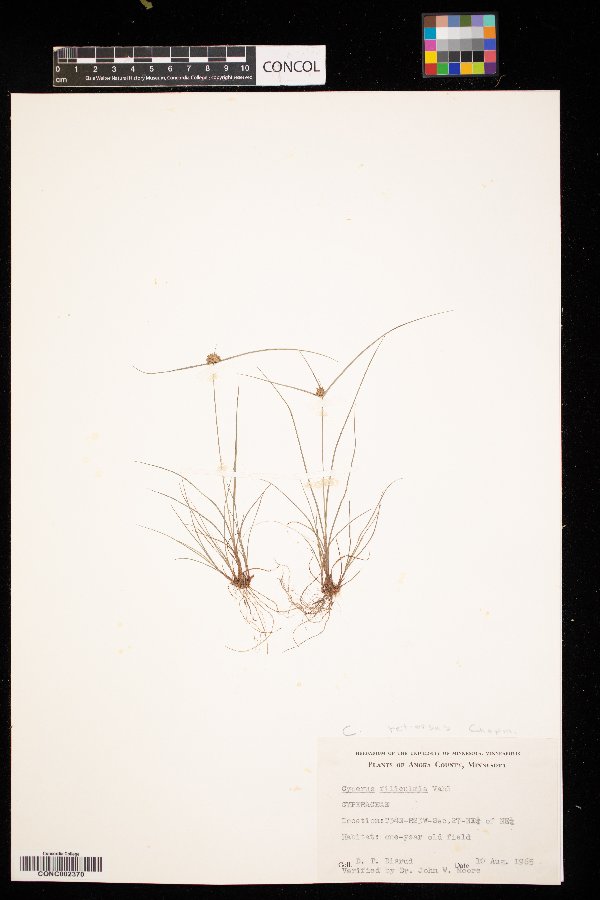 Cyperus retrorsus image