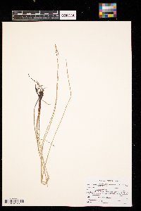 Eleocharis macrostachya image