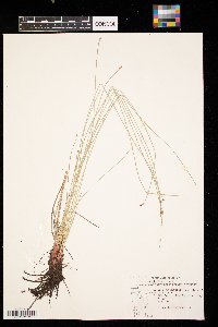 Eleocharis palustris image