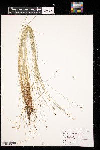 Eleocharis palustris image