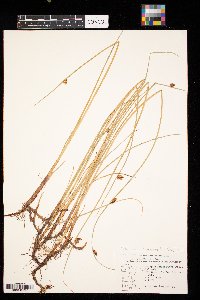 Schoenoplectus tabernaemontani image