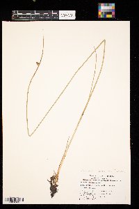 Schoenoplectus tabernaemontani image