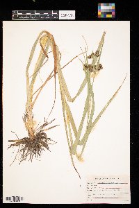 Scirpus atrovirens image