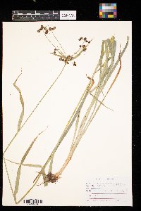 Scirpus atrovirens image