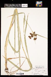 Scirpus atrovirens image