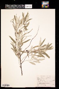 Thumbnail image of current specimen