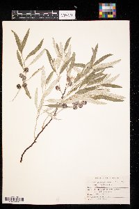 Elaeagnus angustifolia image
