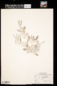 Elaeagnus angustifolia image