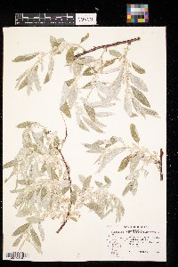 Elaeagnus angustifolia image