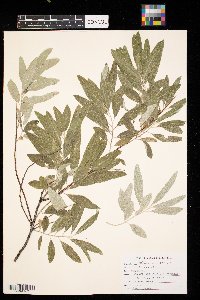 thumbnail image of current specimen