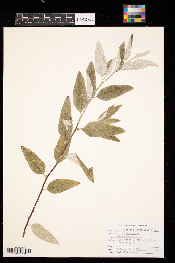Elaeagnus angustifolia image