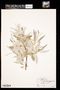Elaeagnus angustifolia image
