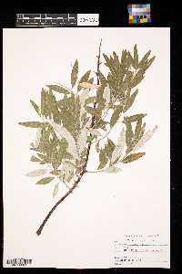 Elaeagnus angustifolia image