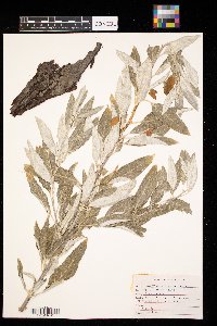 Elaeagnus angustifolia image