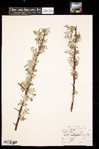 Elaeagnus umbellata image