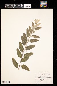 Elaeagnus umbellata image