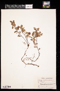 thumbnail image of current specimen