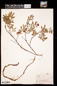 thumbnail image of current specimen