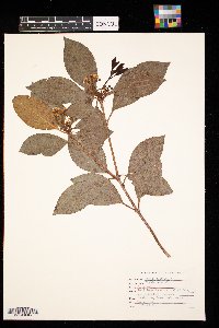 Kalmia latifolia image